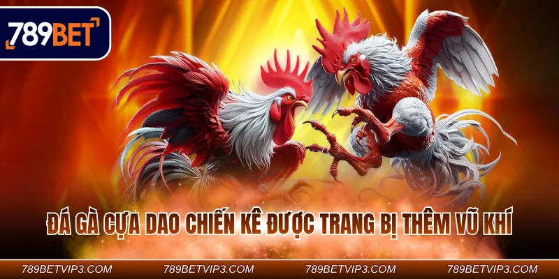 Đá gà cựa dao chiến kê được trang bị thêm vũ khí
